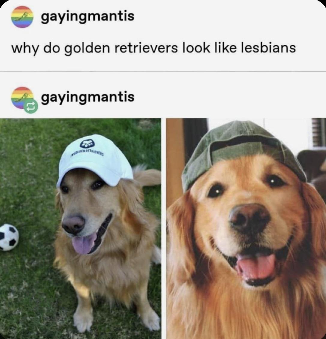 golden retriever lesbian