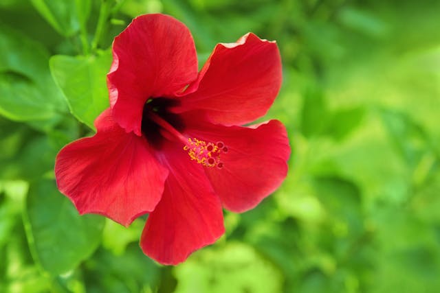 is a hibiscus plant poisonous to cats