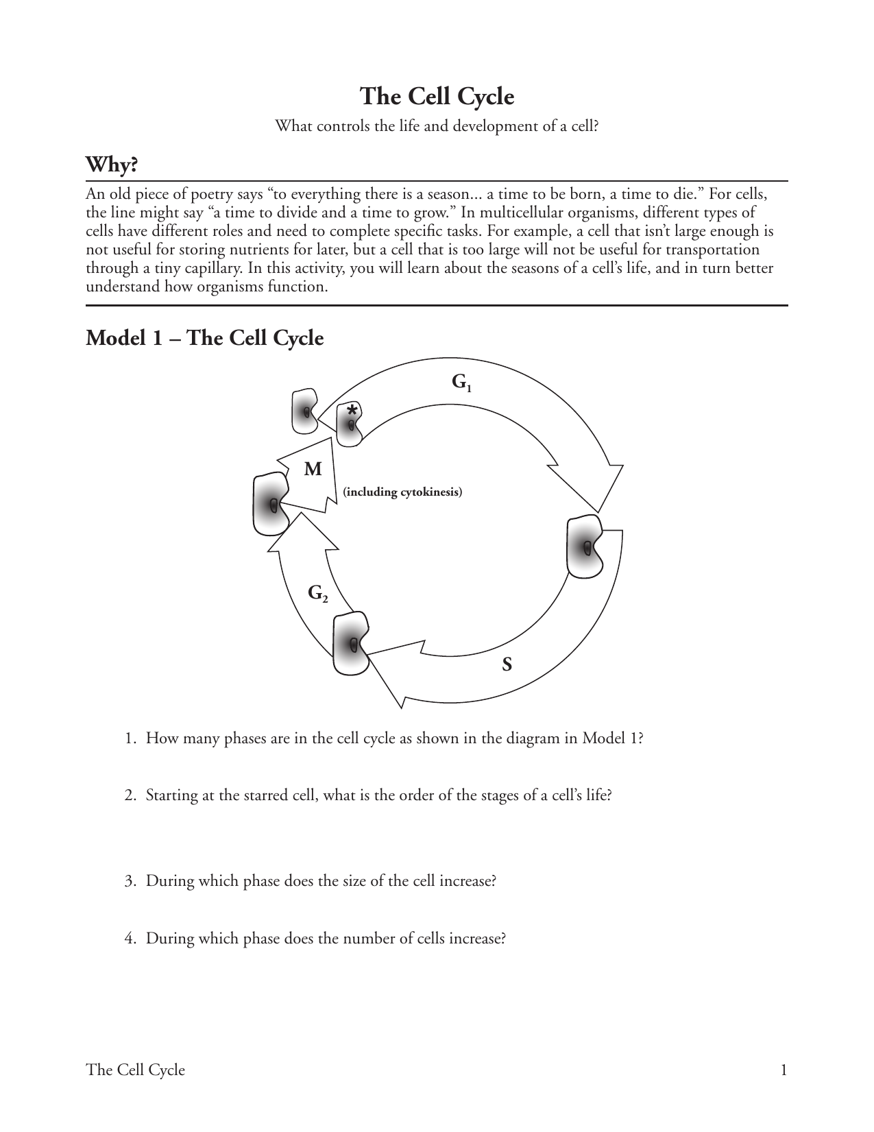 pogil cell cycle