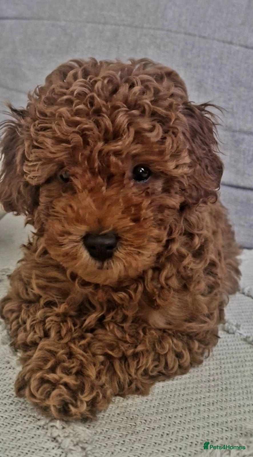 toy poodles puppies for sale