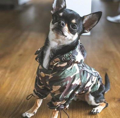 chihuahua coat