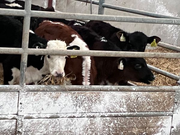 weaned calves for sale near me