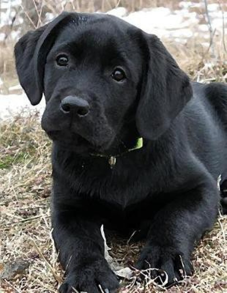 black labrador price