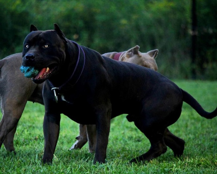black pitbull dog price