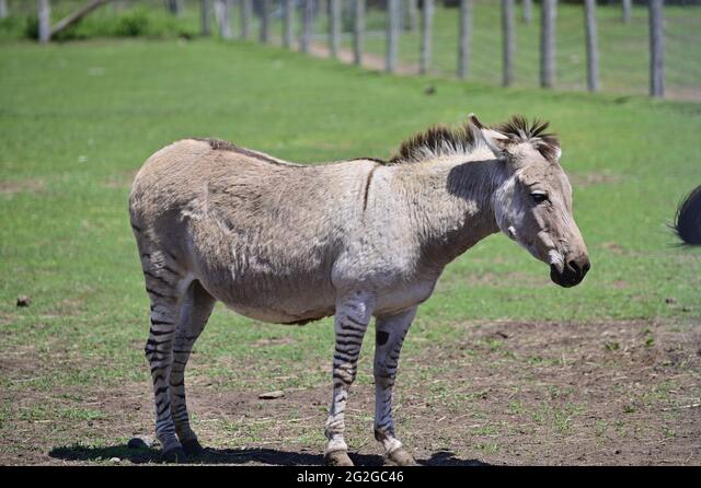 cross between a donkey and a horse