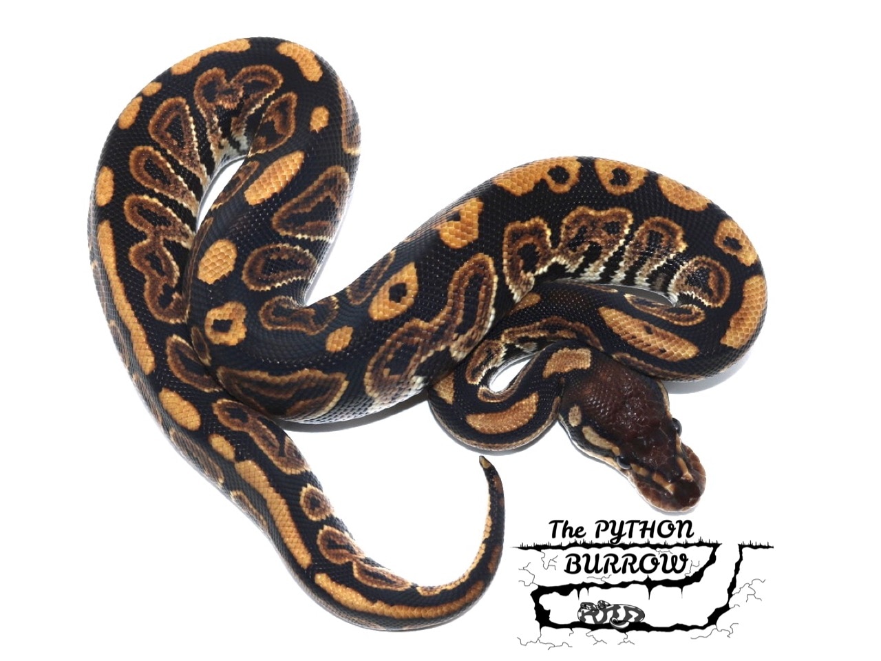 black pastel ball python
