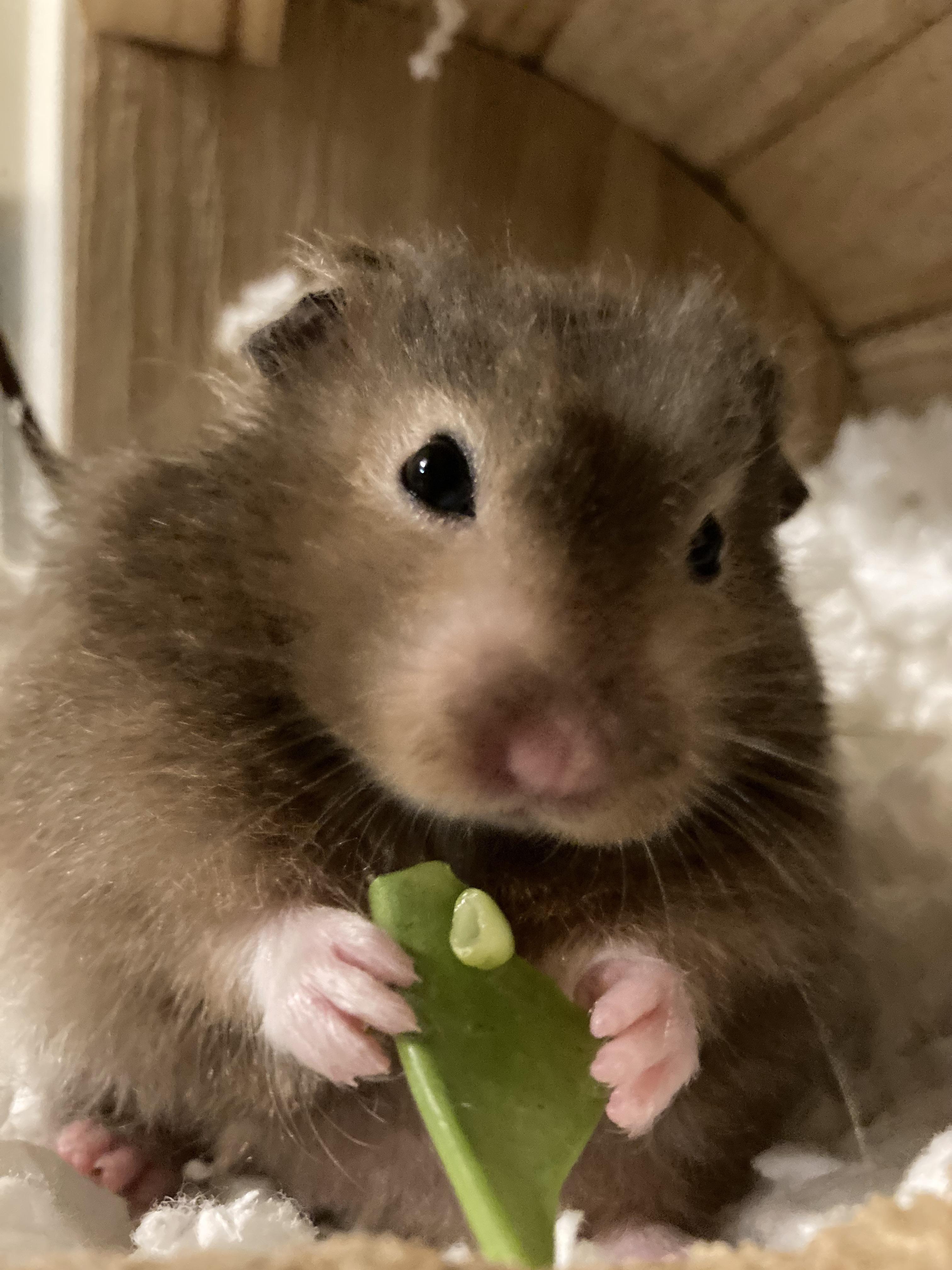 hamster om