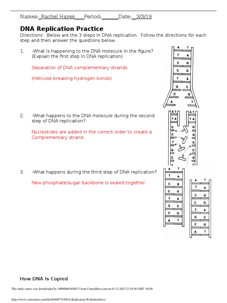 dna replication review worksheet