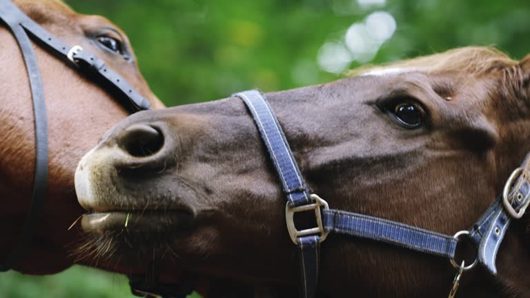 horse breeding close up video