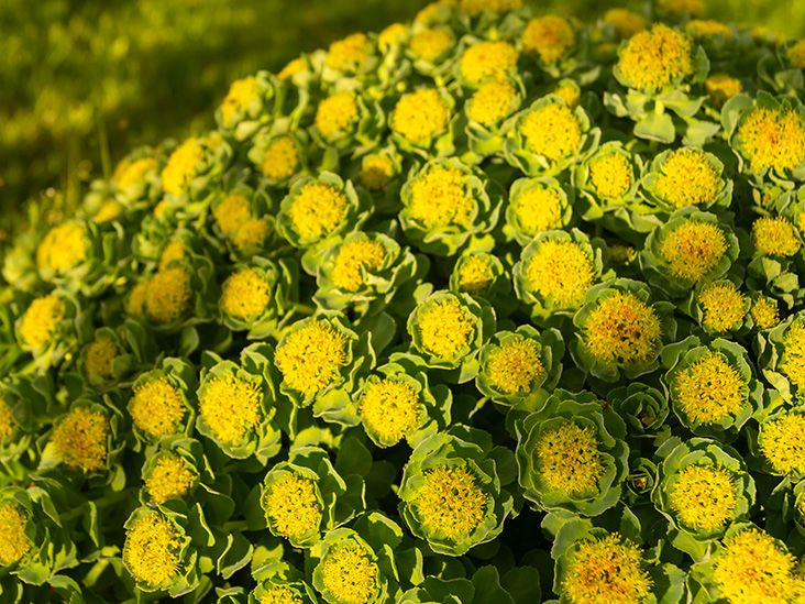 rhodiola rosea and weight loss