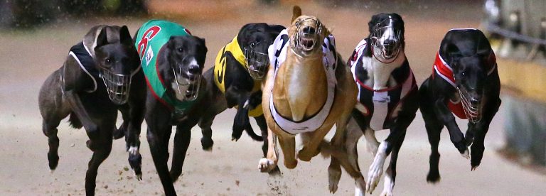 william hill greyhound results