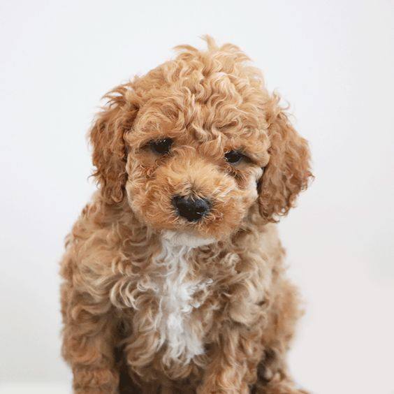 mini cockapoo for sale