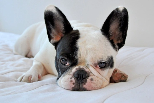 piebald frenchies