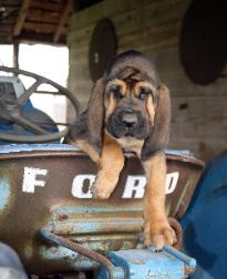 bloodhound pups for sale