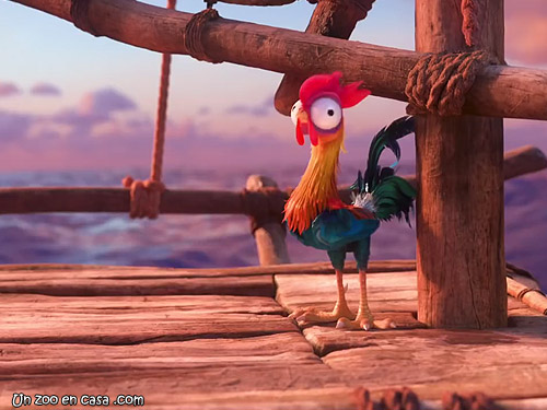 pollo de moana