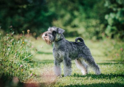 medium schnauzer puppies for sale uk