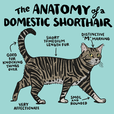 lifespan of domestic shorthair cat