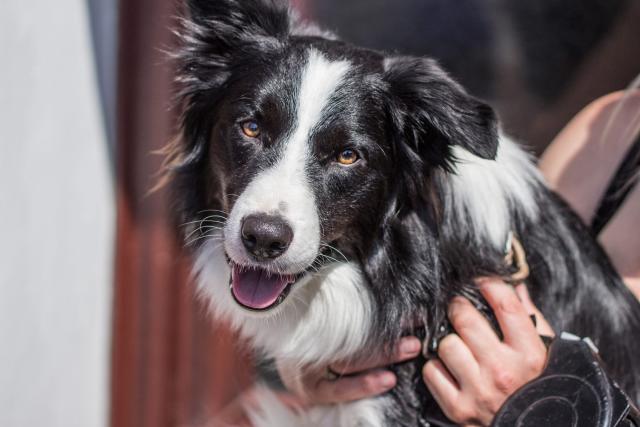 male dog names border collie