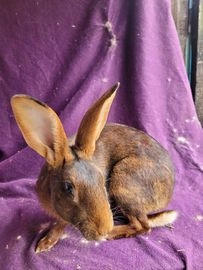 belgian hare rabbit for sale