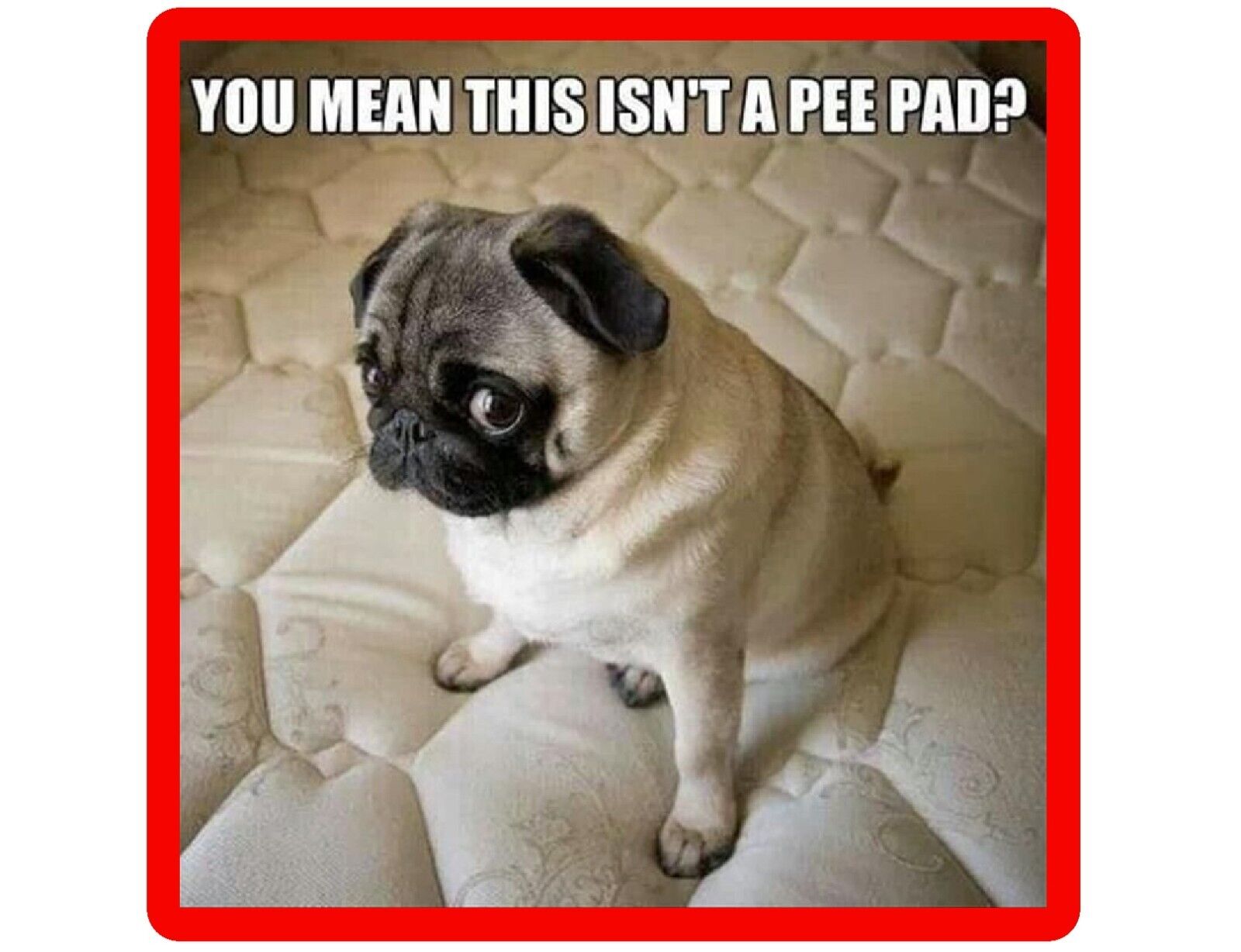 funny pug images