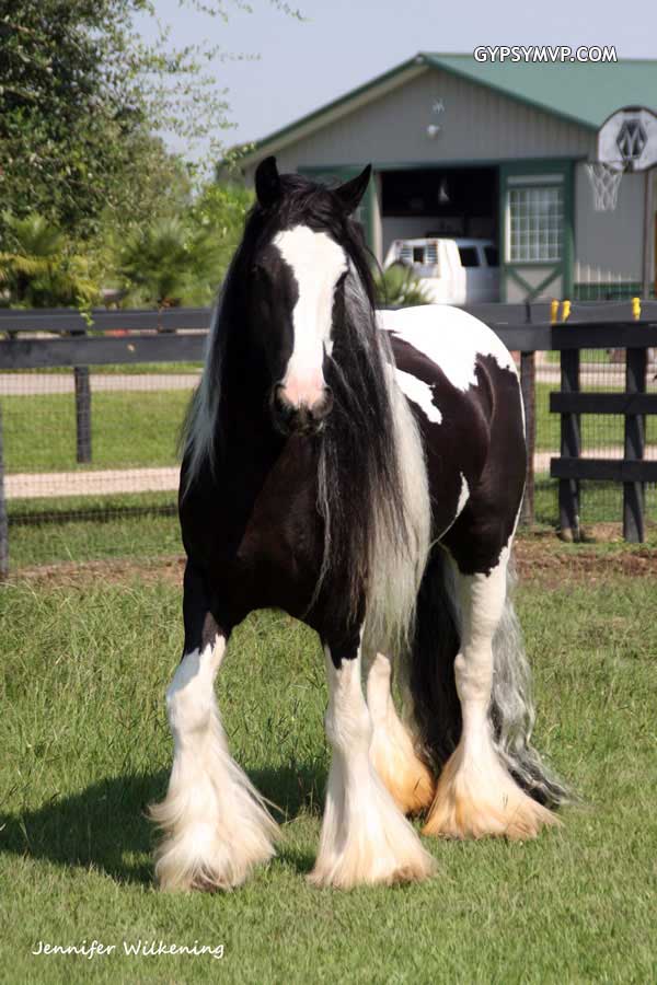 horses for sale black and white