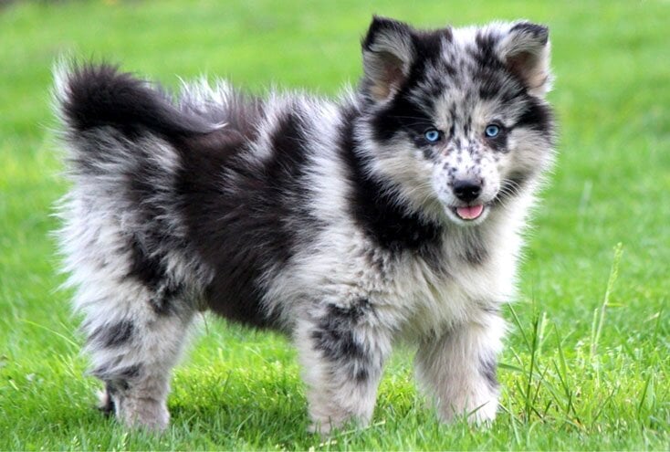 pomeranian husky price philippines