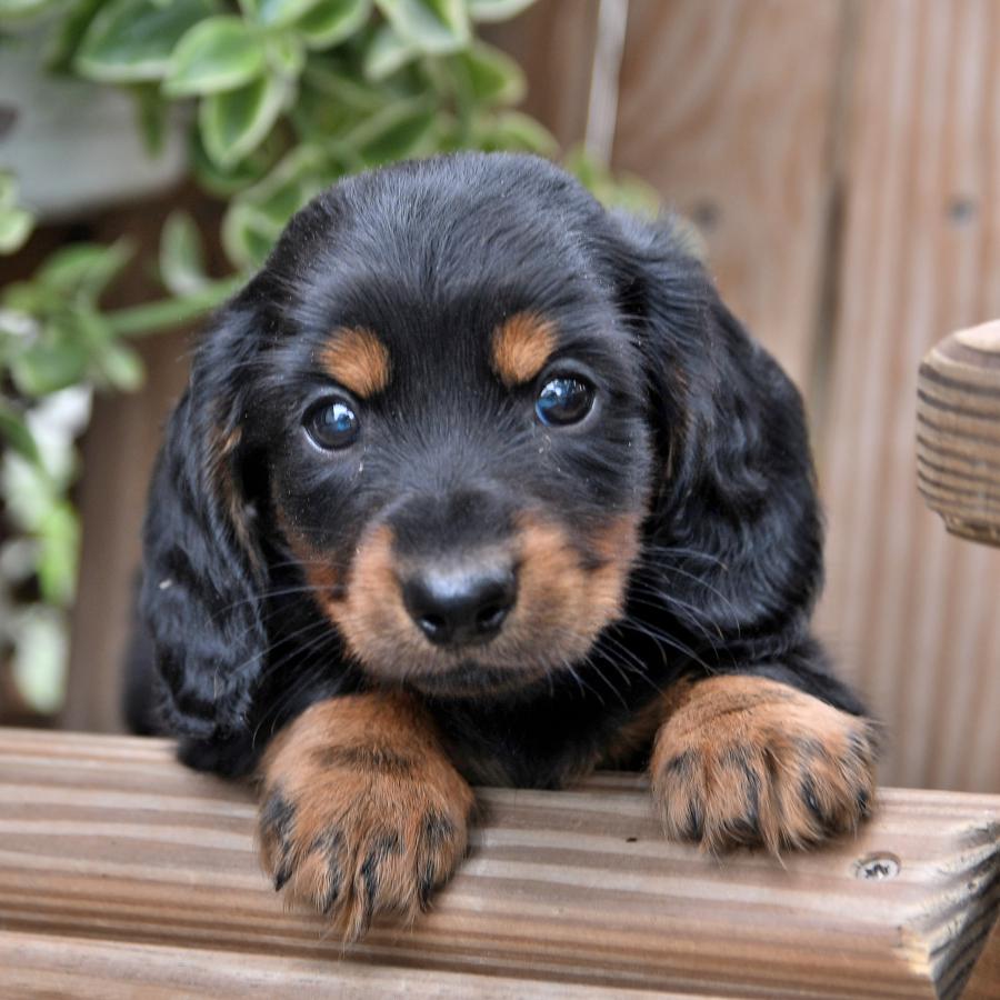 fluffy sausage dog puppy