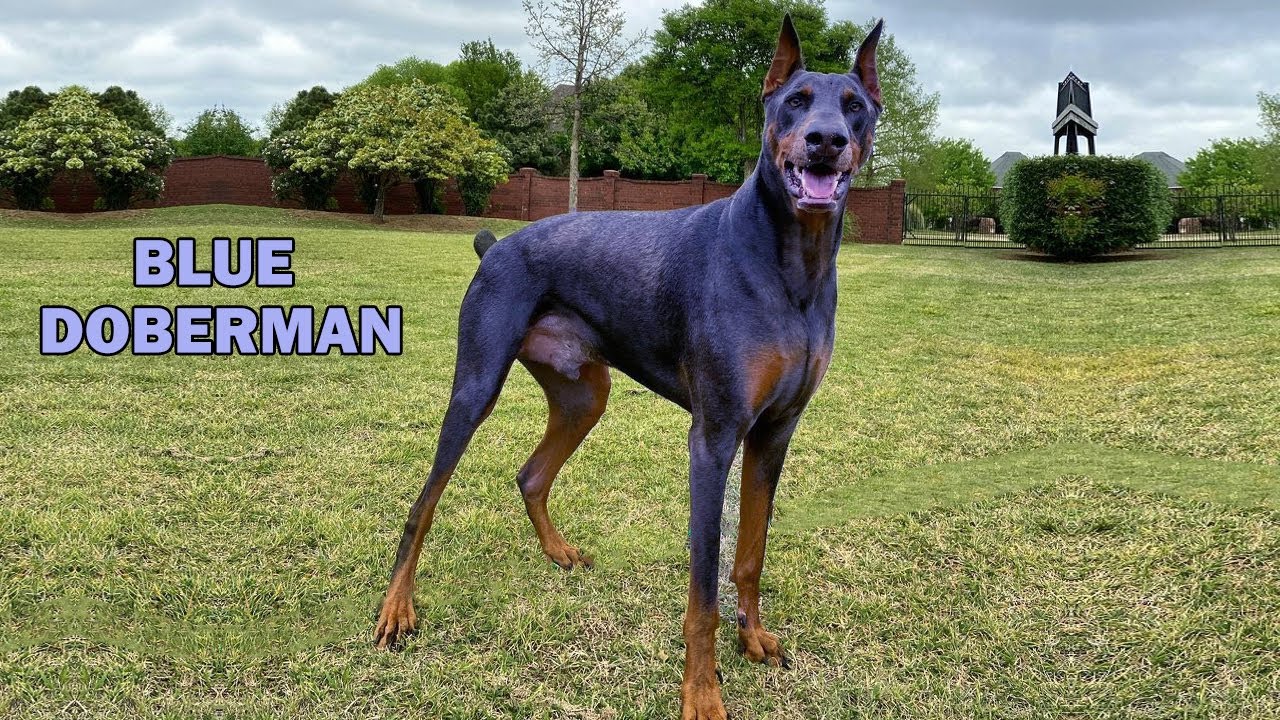 blue doberman dog