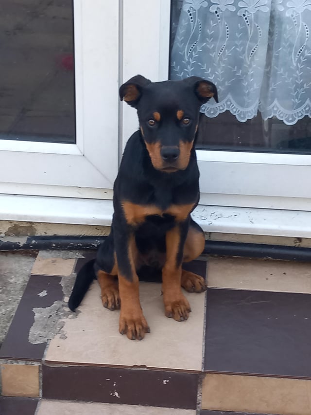 rottweiler cropped ears