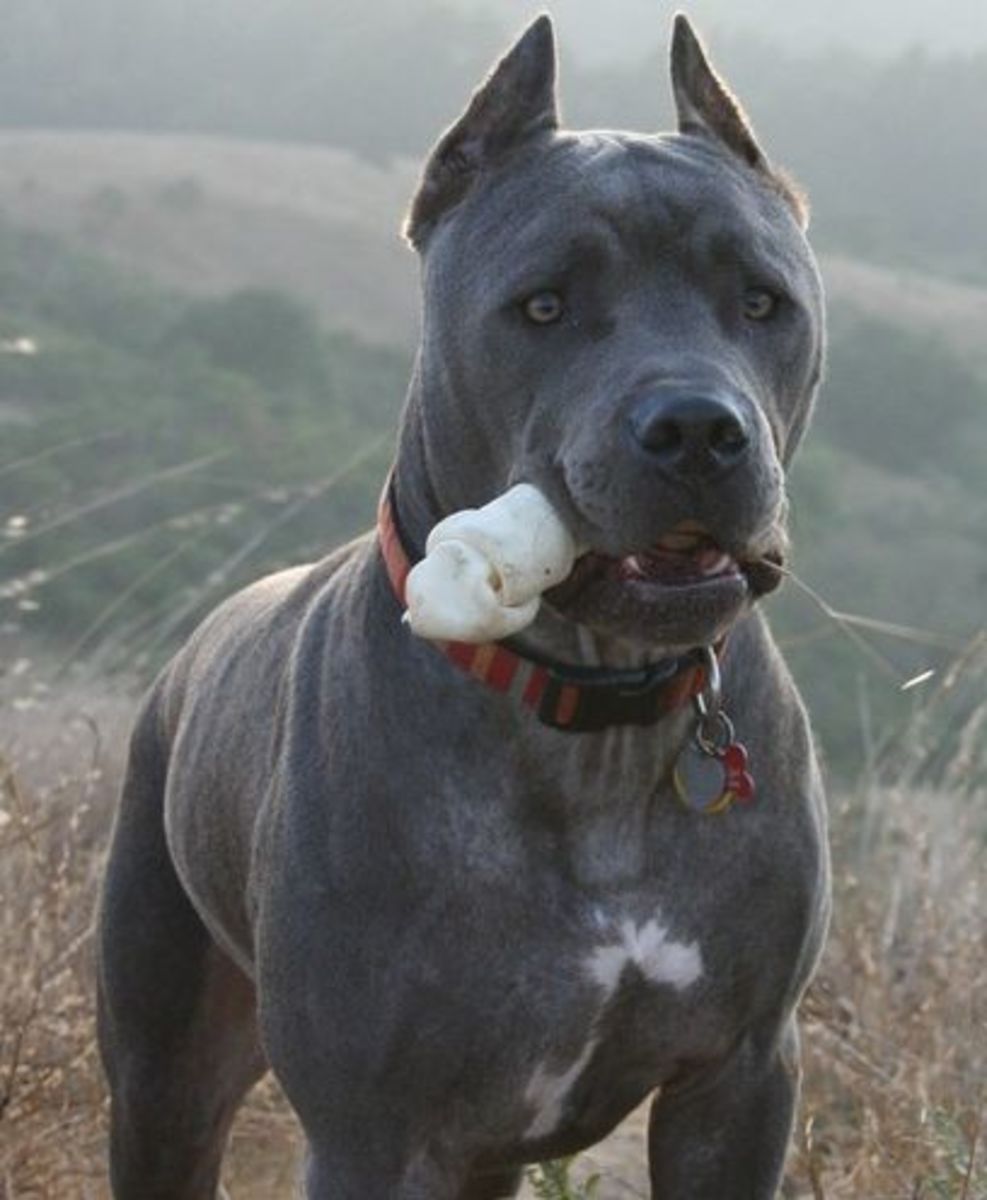 italian cane corso names