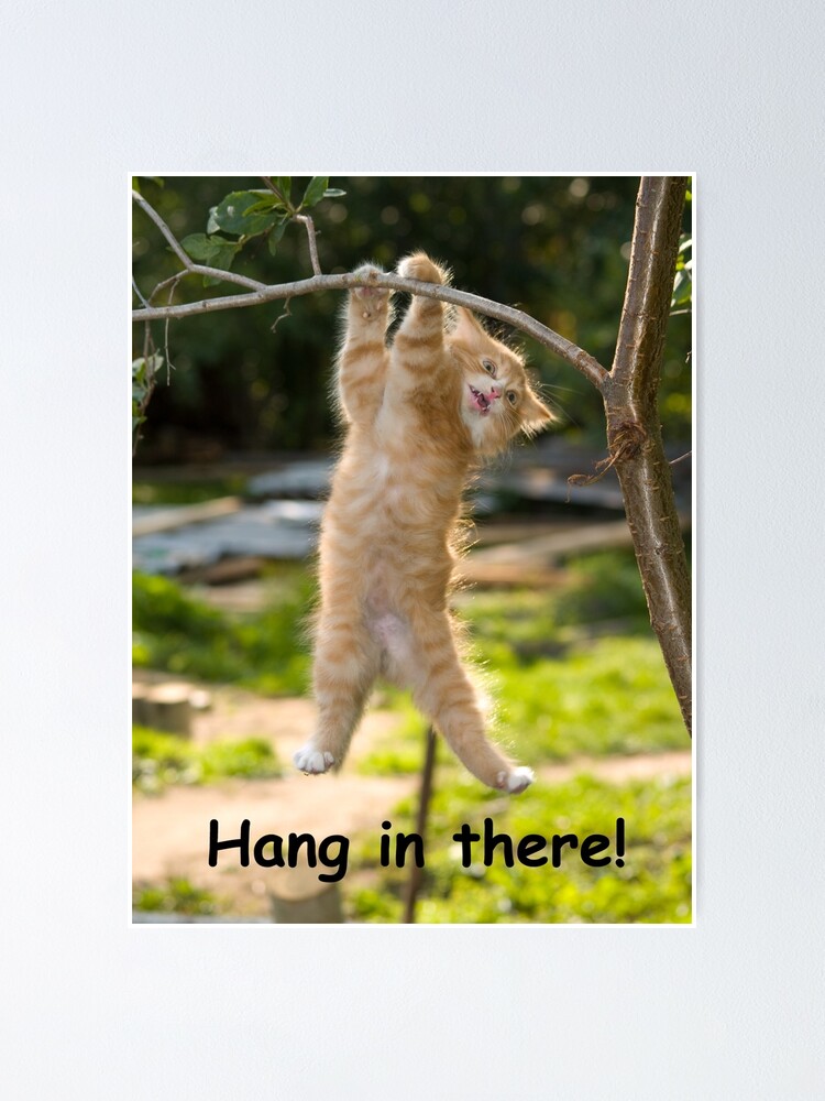 hang in there poster