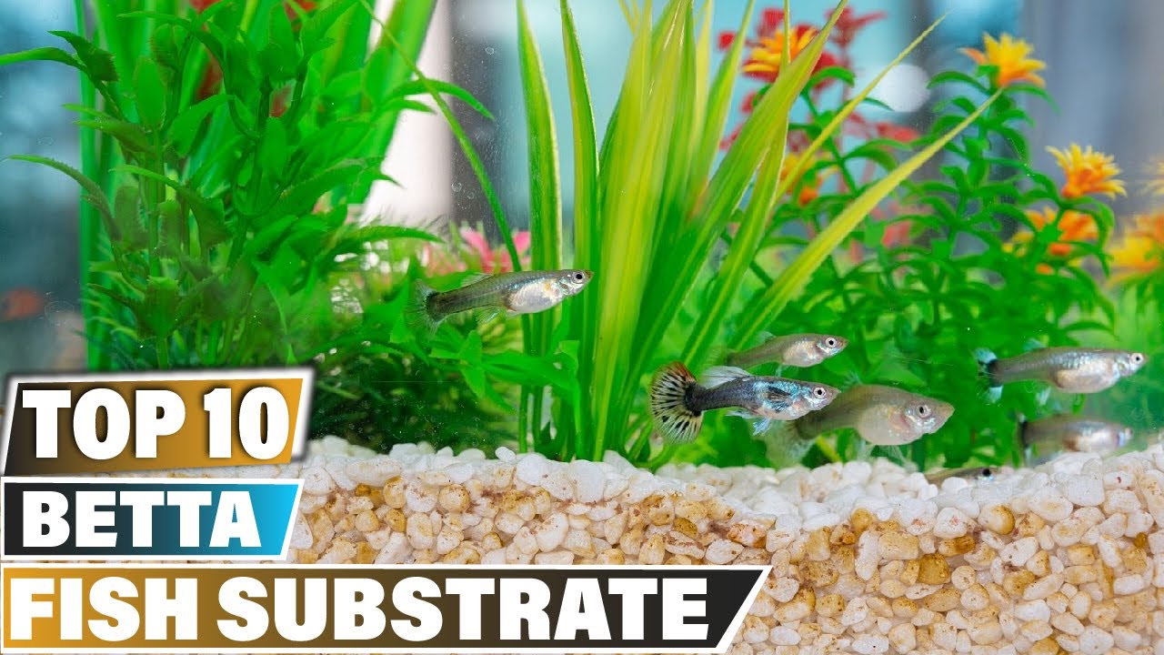 best substrate for betta fish