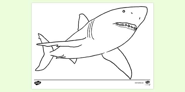 shark colouring page