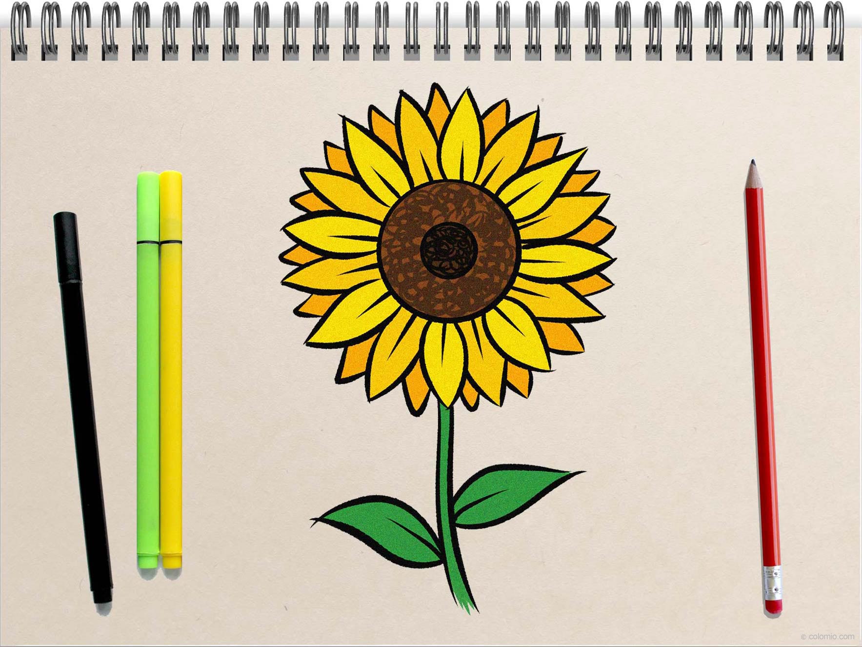 sunflower ki drawing