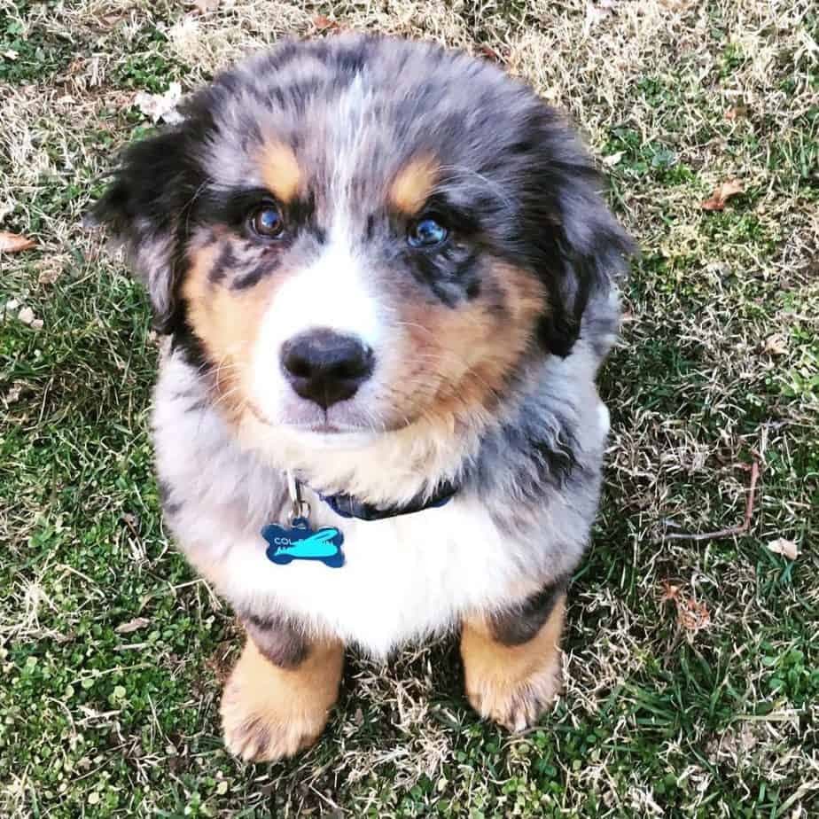 mixed breed australian shepherd