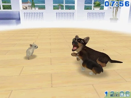 nintendogs how to get trainer points