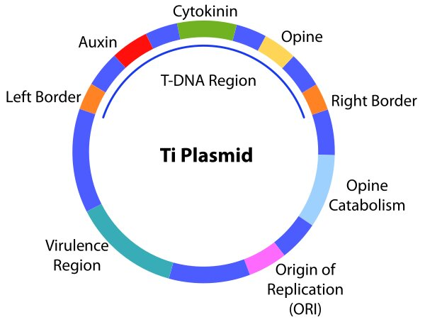 ti plasmid is obtained from which of the following