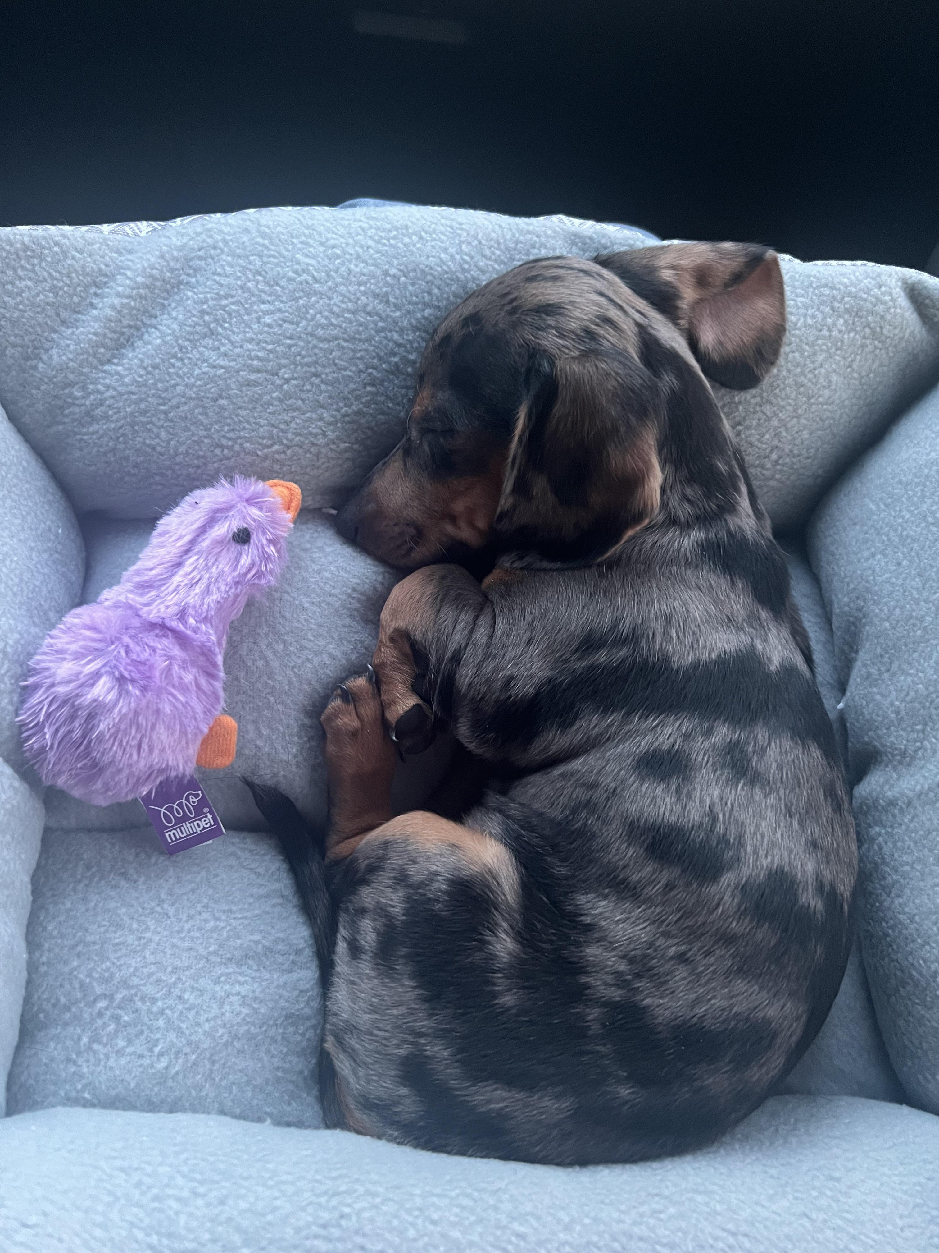 pictures of a dachshund puppy