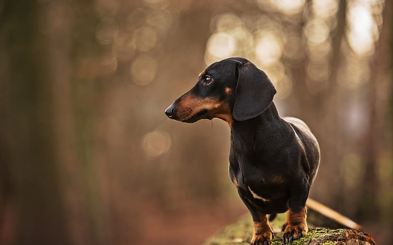 dachshund wallpaper hd