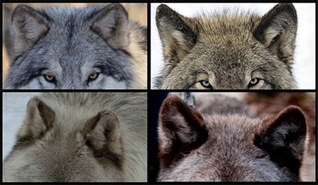 wolf ears