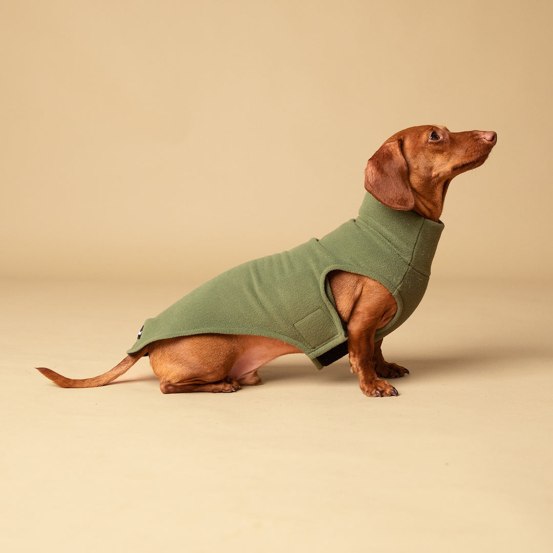 clothes dachshund