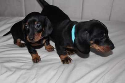 sausage dogs for sale