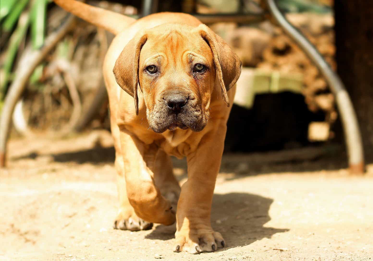 boerboel dog for sale