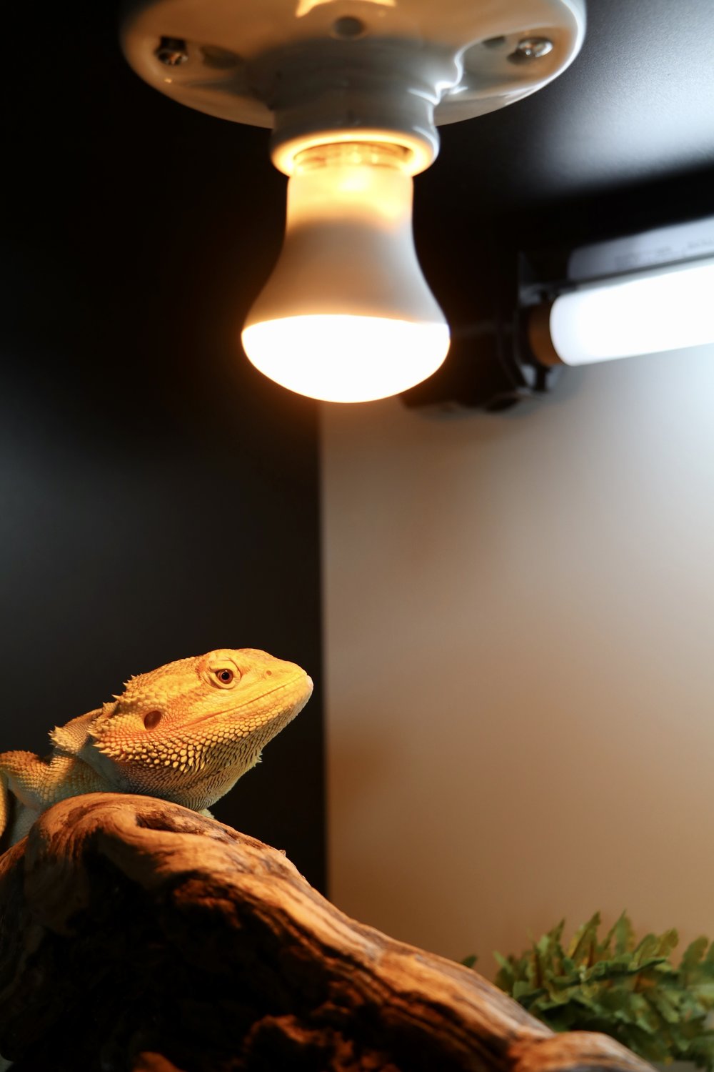 basking lamp for bearded dragon