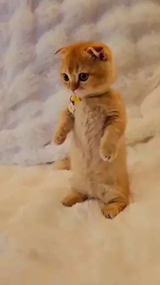 kittensulk