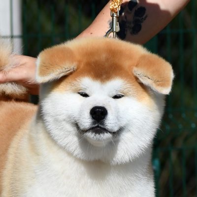 japanese akita for sale