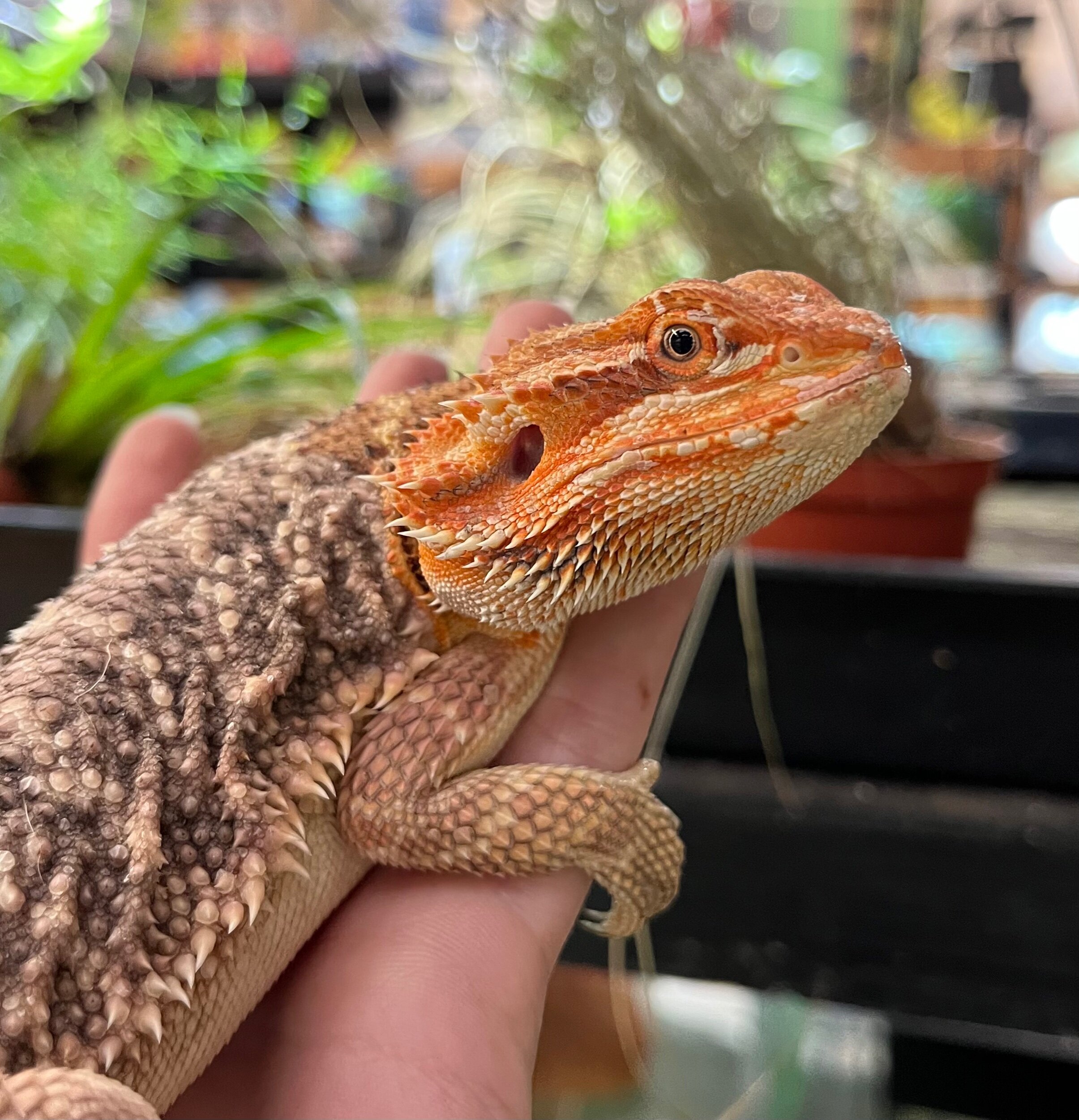 bearded dragons for sale uk