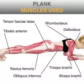 what muscles do the plank work