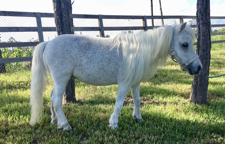 mini stallion for sale