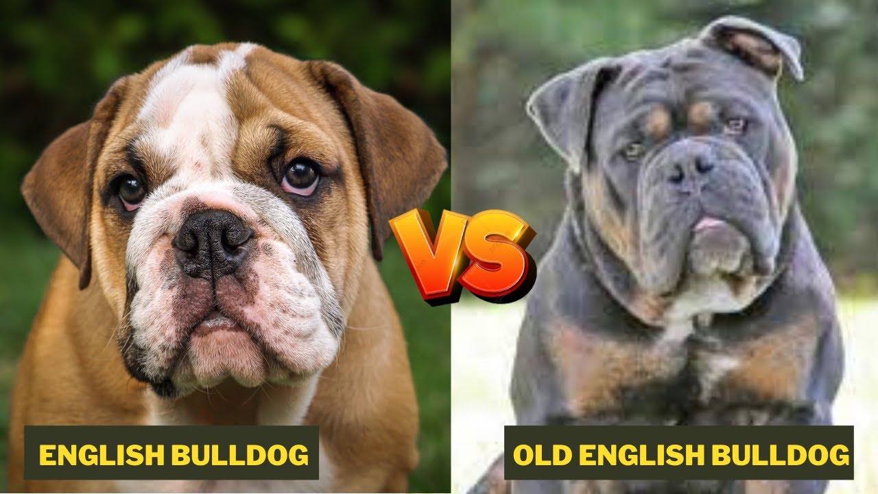 victorian bulldog vs olde english bulldog